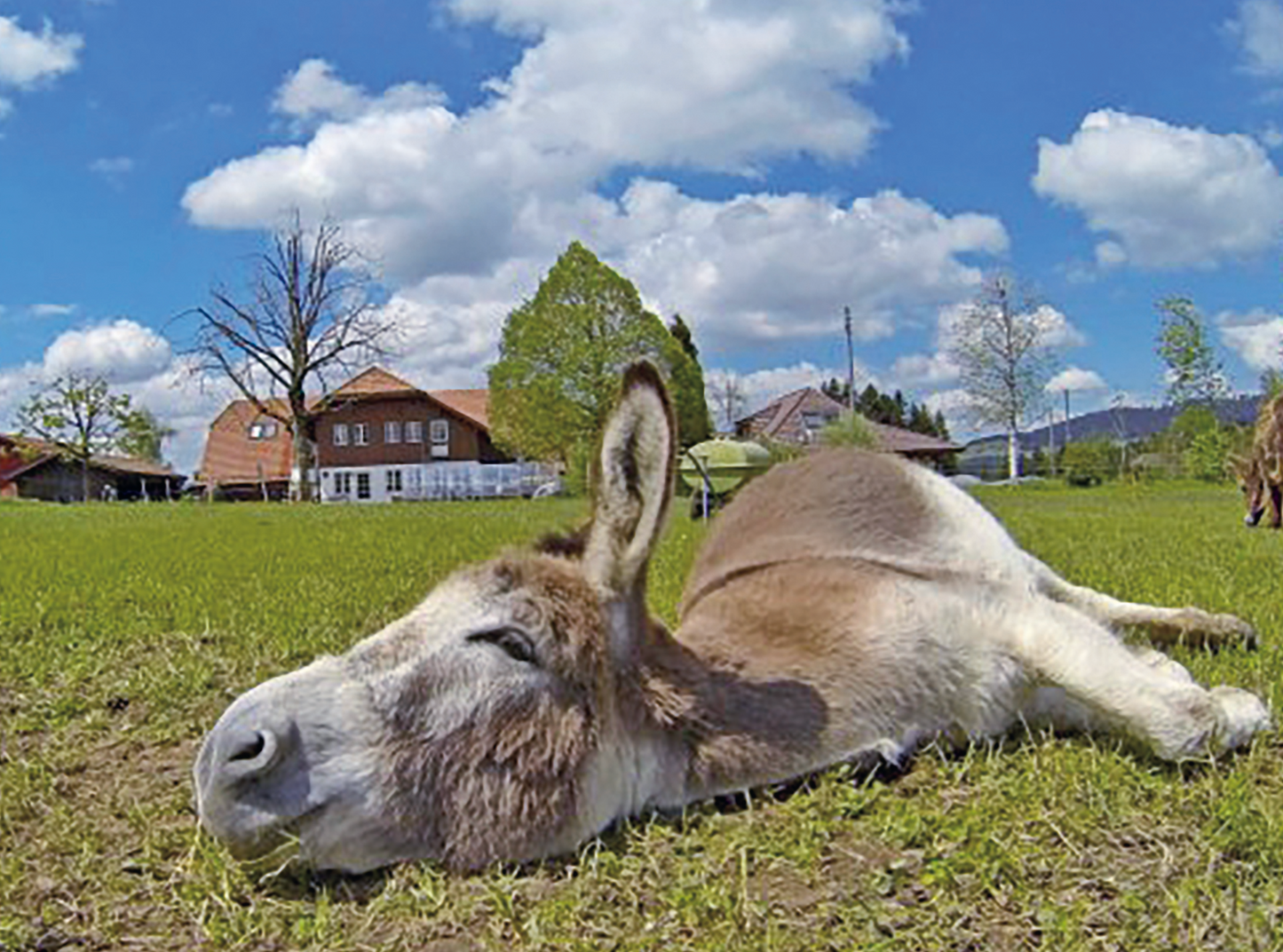 ESELTREKKING / DONKEY TREKKING