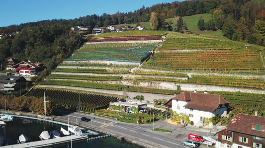 REBBAUGENOSSENSCHAFT OBERHOFEN / VINEYARD